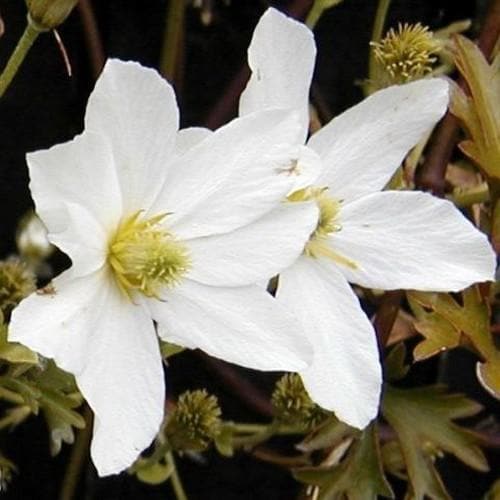 Clematis Early Sensation - Future Forests