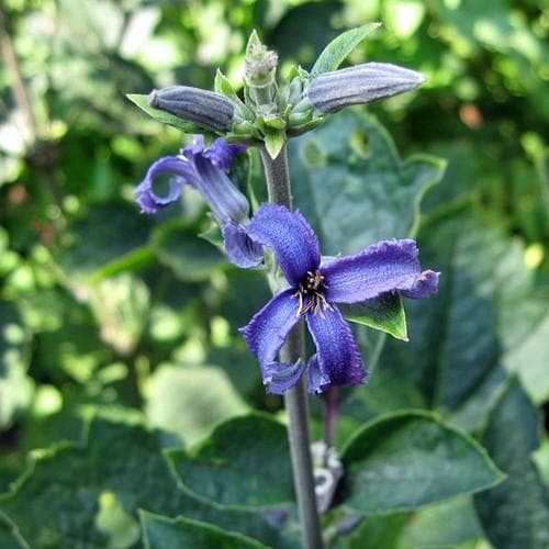 Clematis heracleifolia - Future Forests