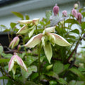 Clematis montana Marjorie