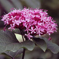 Clerodendrum bungei - Future Forests