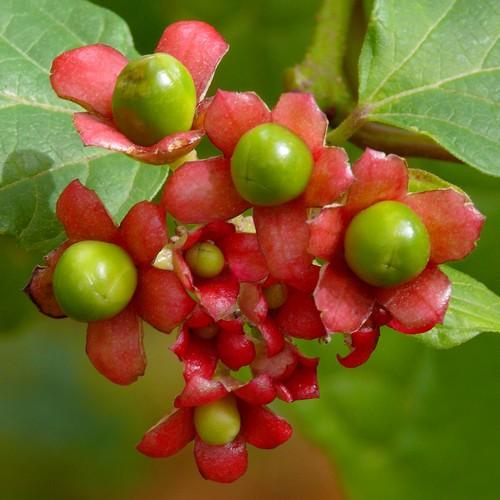 Clerodendrum bungei - Future Forests