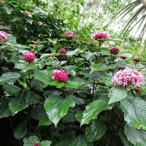 Clerodendrum bungei - Future Forests