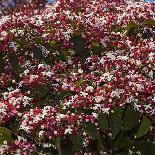 Clerodendrum trichotomum Purple Blaze - Future Forests