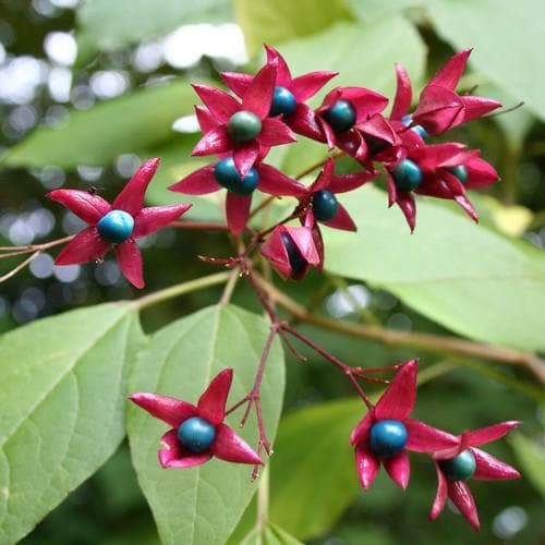 Clerodendrum trichotomum Purple Blaze - Future Forests