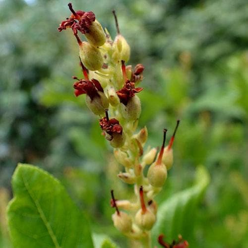 Clethra alnifolia Ruby Spice - Future Forests