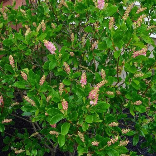 Clethra alnifolia Ruby Spice