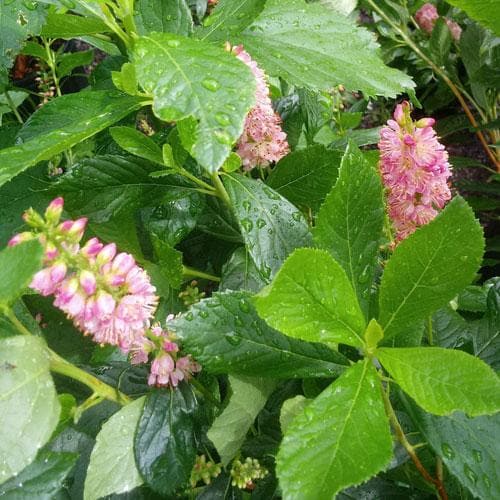 Clethra alnifolia Ruby Spice - Future Forests