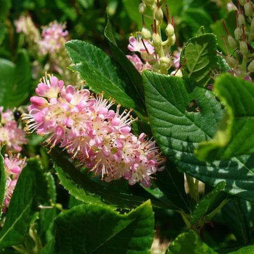 Clethra alnifolia Ruby Spice