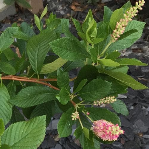 Clethra alnifolia Ruby Spice - Future Forests