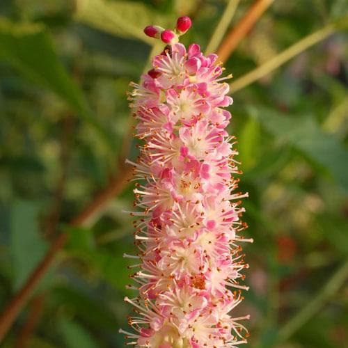 Clethra alnifolia Ruby Spice - Future Forests