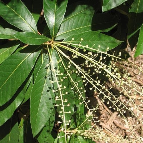 Clethra pringlei