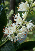 Clethra alnifolia Hummingbird