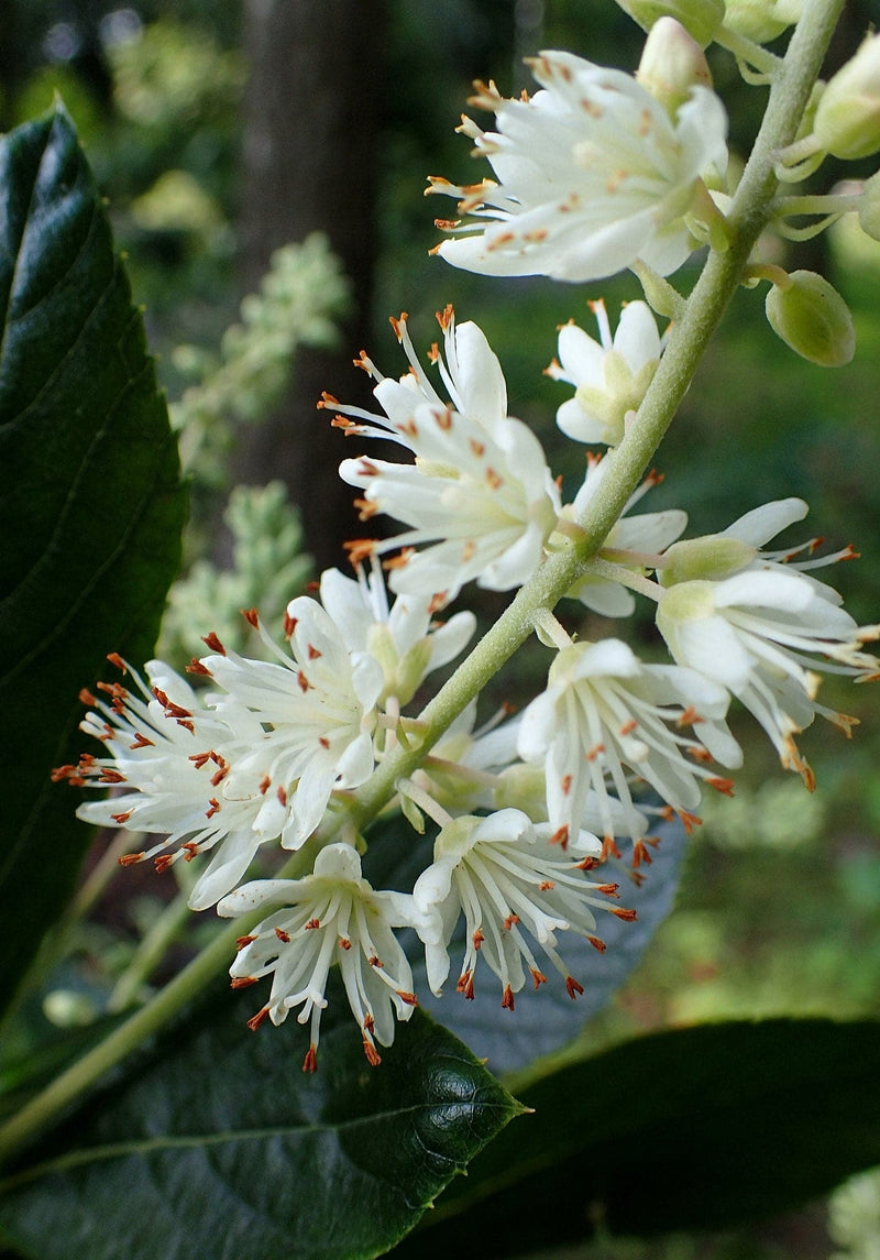 Clethra alnifolia Hummingbird