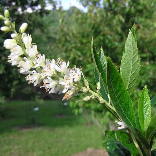 Clethra fargesii - Future Forests