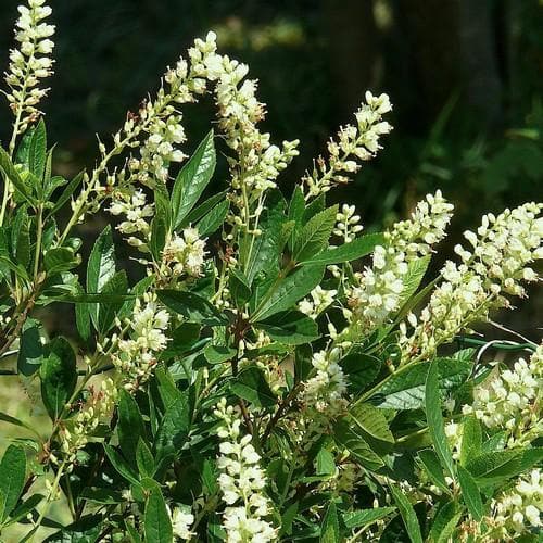 Clethra fargesii - Future Forests