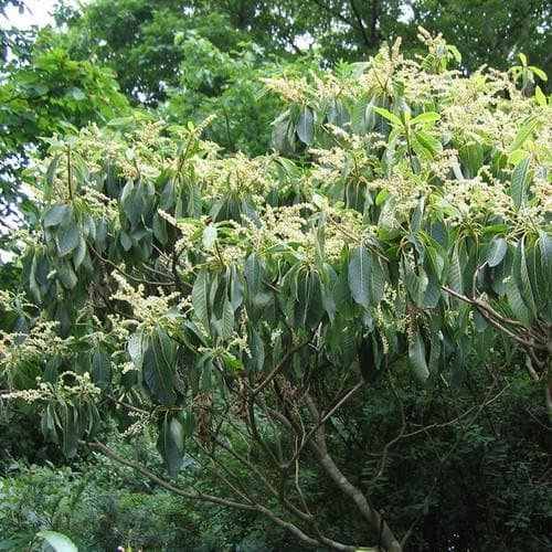 Clethra fargesii - Future Forests