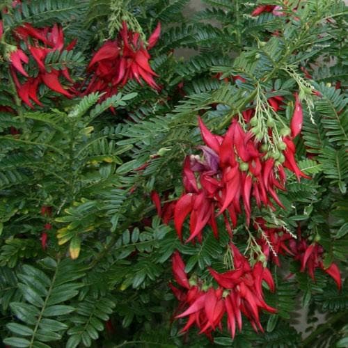 Clianthus  puniceus - Future Forests