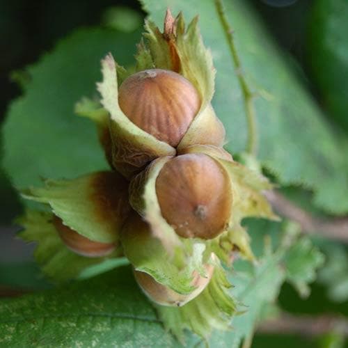 Filbert - Corylus maxima Kentish Cob