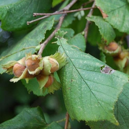 Filbert - Corylus maxima Kentish Cob