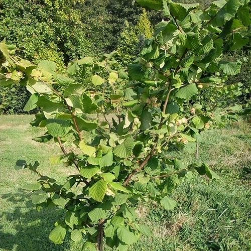 Filbert - Corylus maxima Kentish Cob