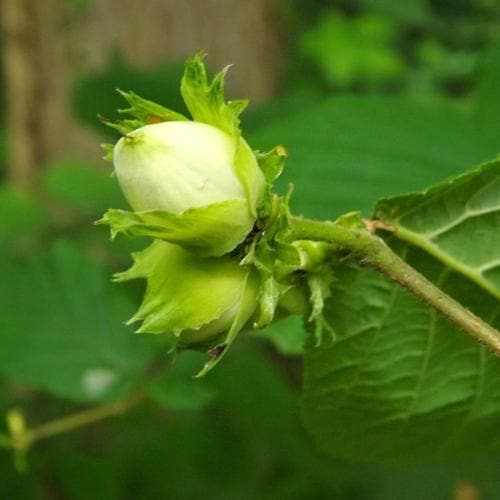 Cobnut Webb’s Prize Cob - Future Forests