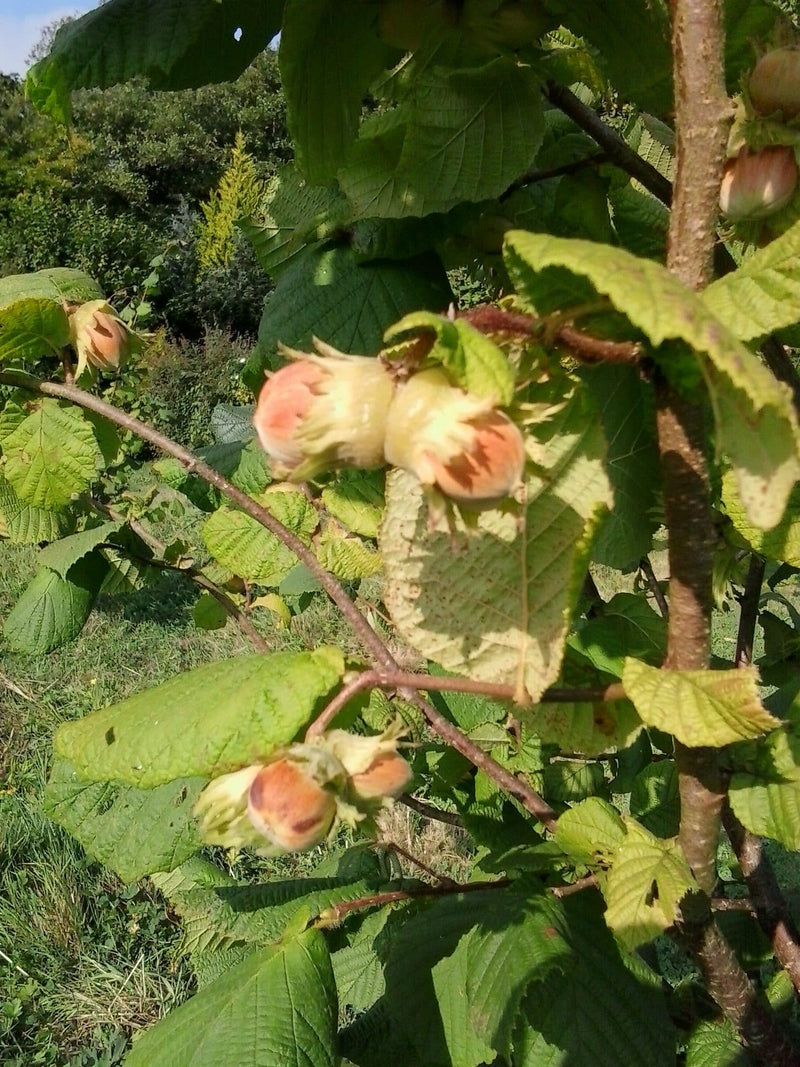 Cobnut Nottingham - Future Forests