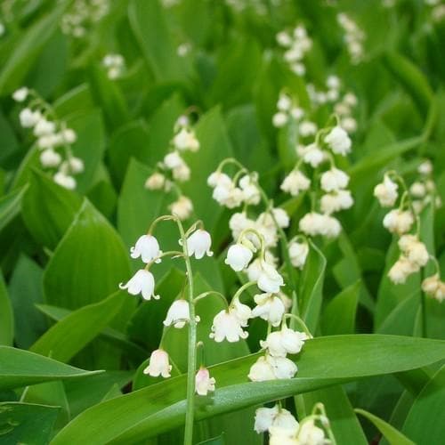 Convallaria majalis - Lily of The Valley - Future Forests