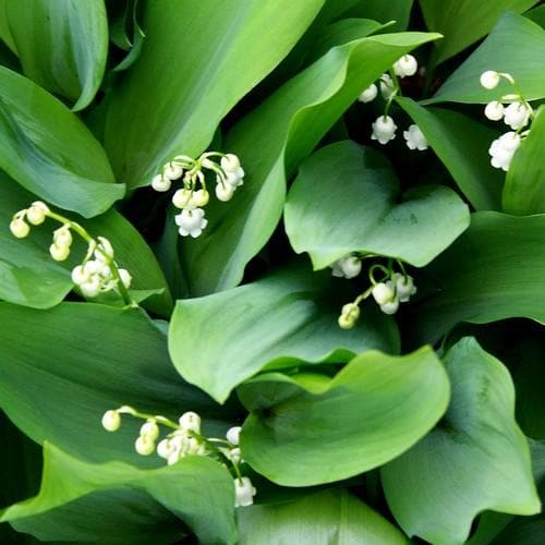 Convallaria majalis - Lily of The Valley - Future Forests