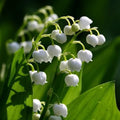 Convallaria majalis - Lily of The Valley Pips | Loose