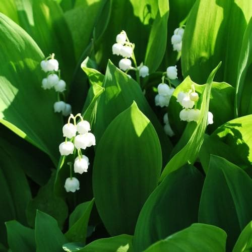 Convallaria majalis - Lily of The Valley - Future Forests