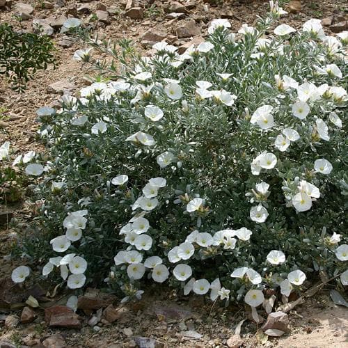 Convolvulus cneorum