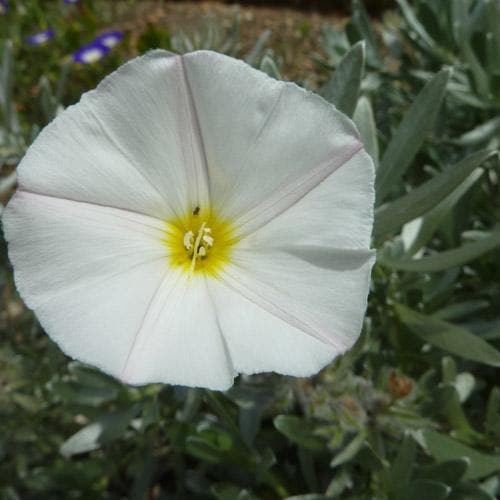 Convolvulus cneorum