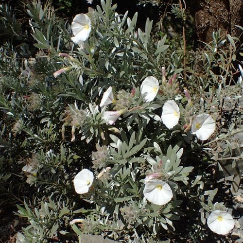 Convolvulus cneorum