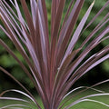 Cordyline australis Red Comet