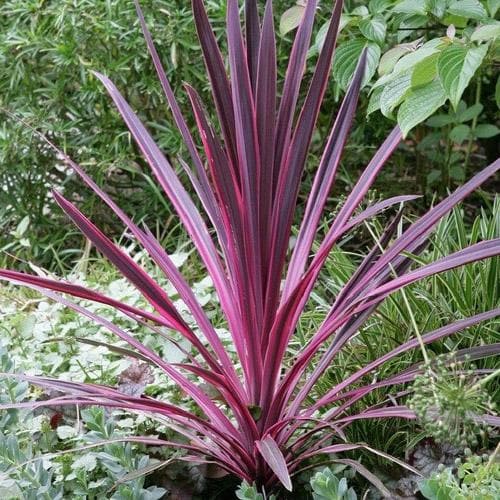 Cordyline australis Pink Passion