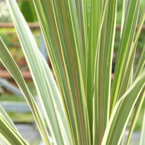 Cordyline australis Torbay Dazzler