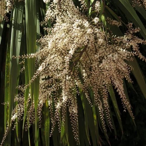 Cordyline australis - Future Forests