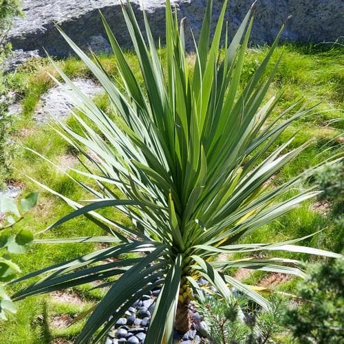 Cordyline australis - Future Forests