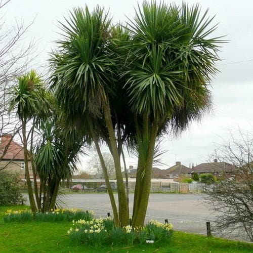 Cordyline australis - Future Forests