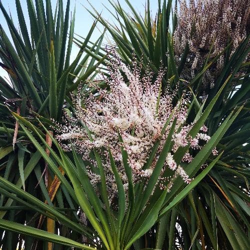 Cordyline australis