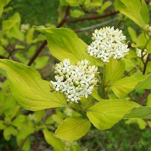 Cornus alba