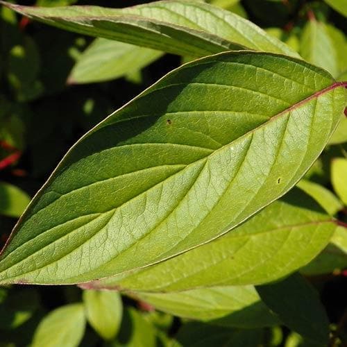 Cornus alba