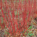 Cornus alba Bareroot | 2-3ft