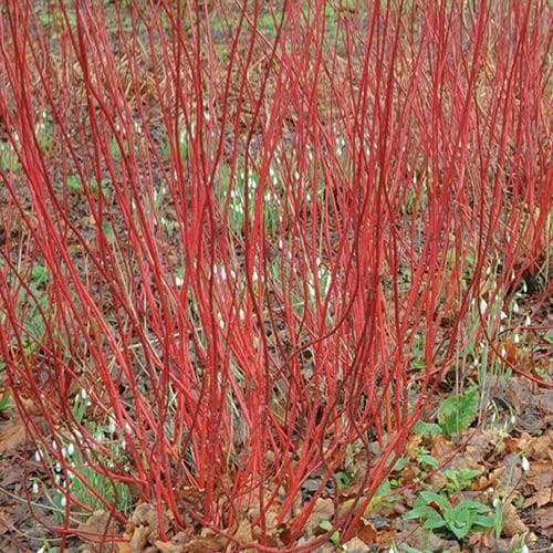 Cornus alba Bareroot | 2-3ft