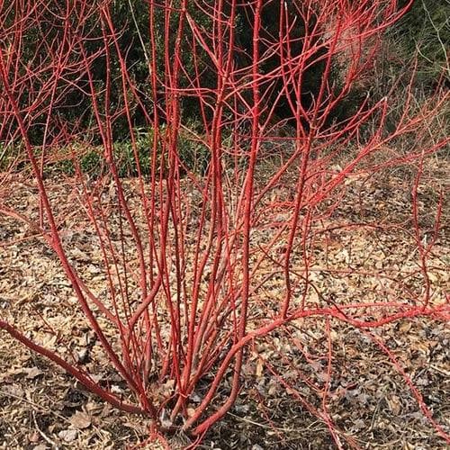 Cornus alba