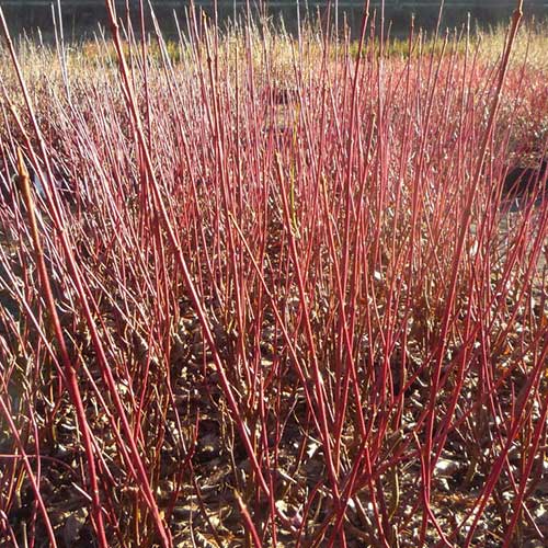 Cornus amomum Blue Cloud