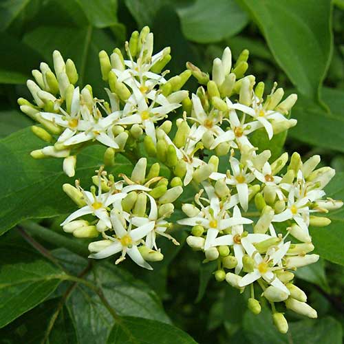 Cornus amomum Blue Cloud