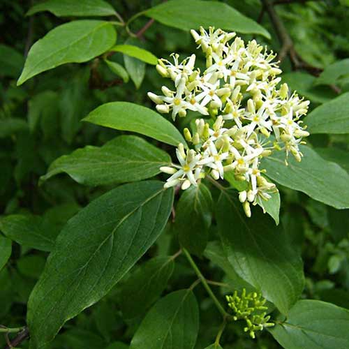 Cornus amomum Blue Cloud