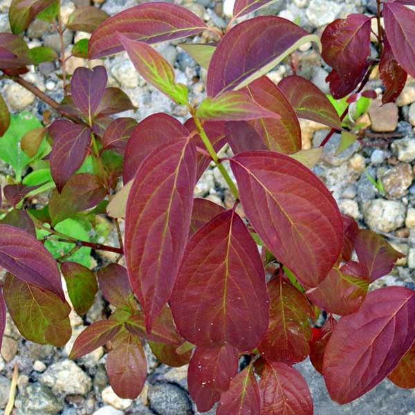 Cornus amomum Blue Cloud