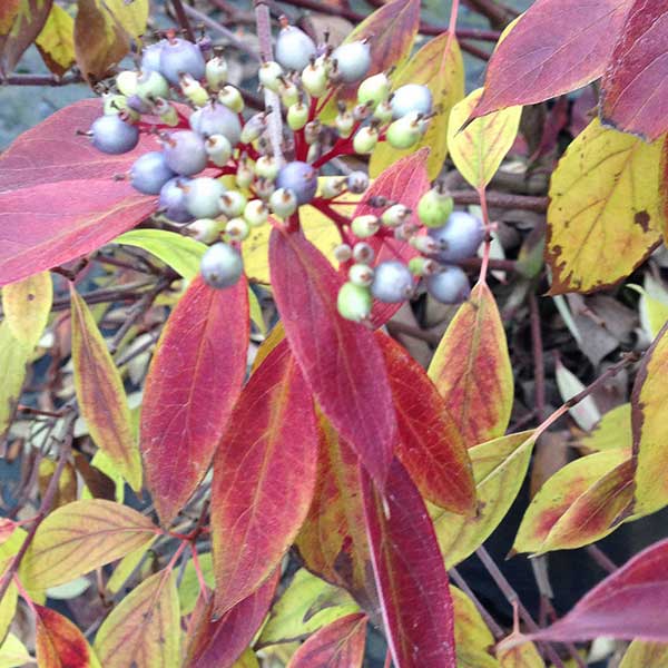 Cornus amomum Blue Cloud